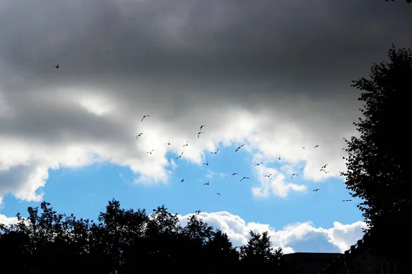 Bando Pássaros Voa Céu Azul Brilhante Com Nuvens Encaracoladas Brancas — Fotografia de Stock