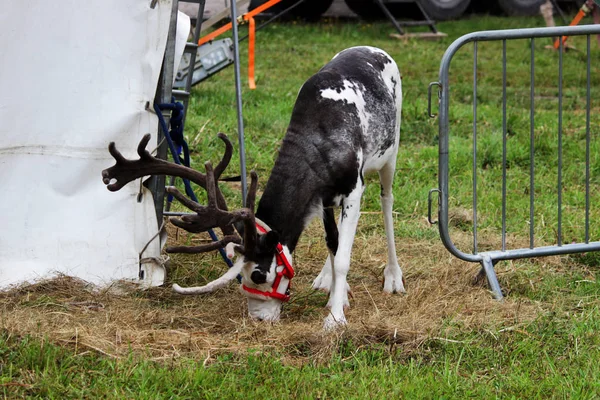 a circus reindeer Rangifer tarandus in a red bridle is tied next to a tent of a wandering circus set on a wasteland.