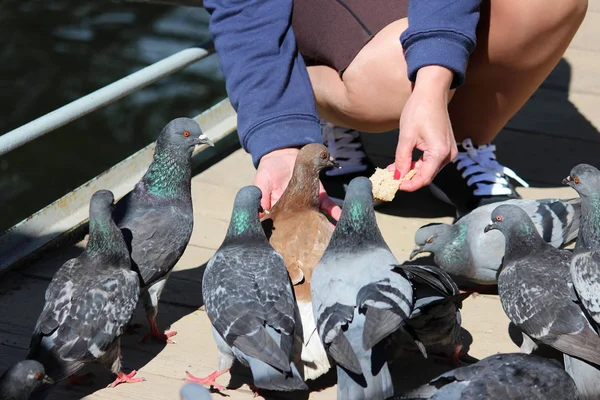 여 자가 쪼그려 고 목조 다리에 비둘기를 먹이. — 스톡 사진