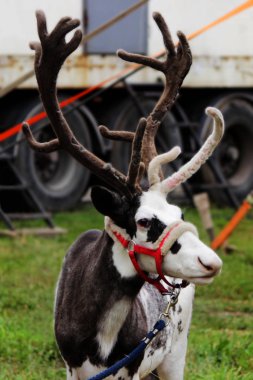 bir sirk Ren geyiği Rangifer tarandus içinde a kırmızı at başlığı yanındaki boş bir arazi üzerinde ayarla göçebe bir sirk çadırı bağlıdır