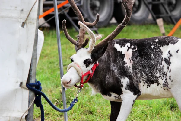 a circus reindeer Rangifer tarandus in a red bridle is tied next to a tent of a wandering circus set on a wasteland