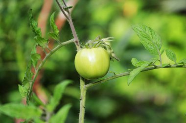 Tarım konsepti. Açık gökyüzünün altındaki bahçede yeşil domates yetişiyor..