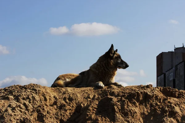 Ein Alter Grauhaariger Schäferhund Liegt Auf Dem Sand Und Bewacht — Stockfoto