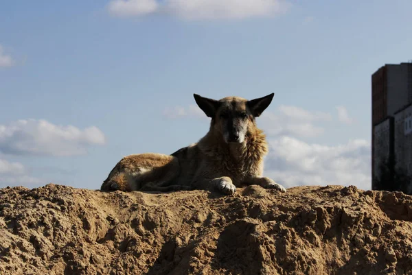 Ein Alter Grauhaariger Schäferhund Liegt Auf Dem Sand Und Bewacht — Stockfoto