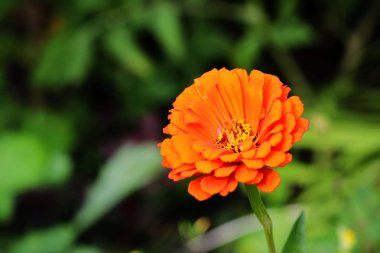 Zinnia 'nın bir portakal çiçeği. Çiçek arkaplan. Sıradan Zinnia. Zinnia elegans. Klasik Zinnia. Bahçe çiçekleri.