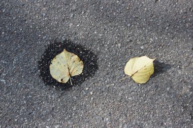 Asfaltta iki sarı ıhlamur yaprağı var. Bir tanesi küçük bir su birikintisinde. sonbahar.