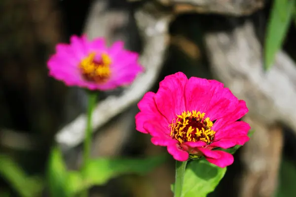 Two pink lowers of Zinnia. Floral background. Common Zinnia. Zinnia elegans. Classic Zinnia. Garden flowers.