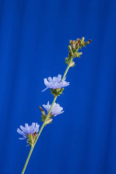 Tres Tiernas Flores Azules Achicoria Sobre Fondo Azul — Foto de Stock