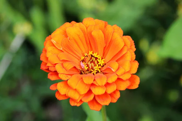 Zinnia Nın Bir Portakal Çiçeği Çiçek Arkaplan Sıradan Zinnia Zinnia — Stok fotoğraf