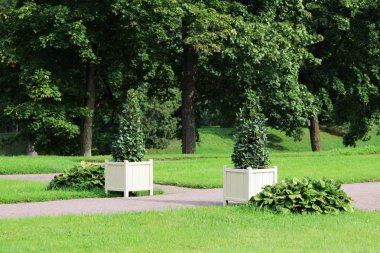 kültürel çalılar kesilmiş koni şeklinde bir ağaç şeklinde bir küvet Gatchina Park yol üzerinde durmak