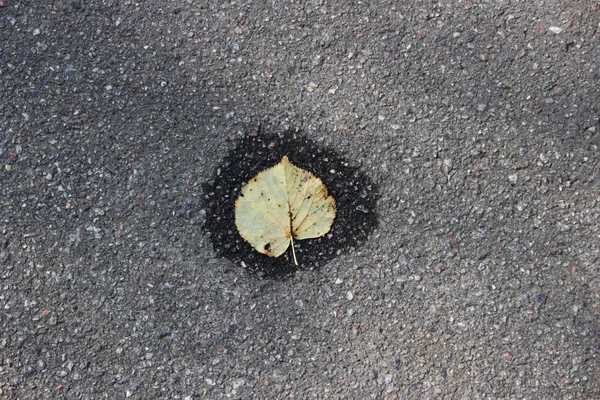 一片黄色的林登叶子躺在小水坑里的沥青路面上 — 图库照片