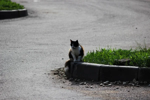 Gatto Tricolore Seduto Sul Marciapiede Vicino Alla Strada Nel Cortile — Foto Stock