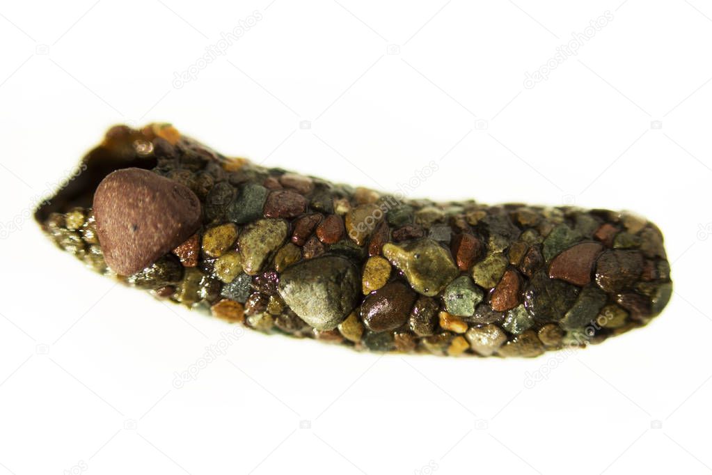 oblong empty house, cobbled with Trichoptera caddisfly from small colored river stones on a white background. The Biya River, Altai Region