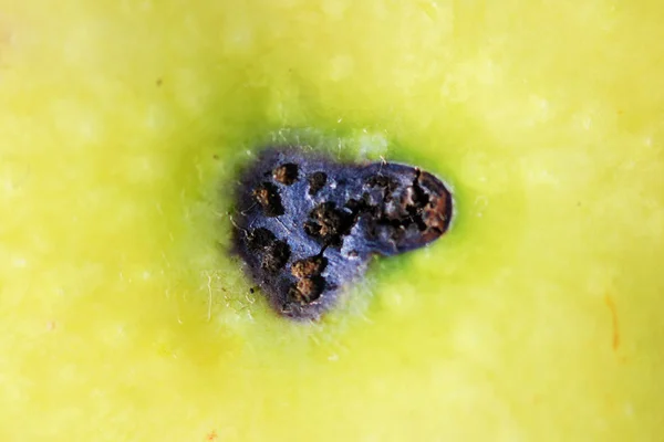Eine Spur Von Apfelwürmern Auf Der Haut Makrofotografie Quelle Der — Stockfoto