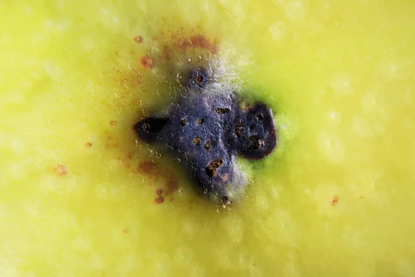 a trace of apple worms on the skin. macro photography. source of infection of apple by the Brown rot Monilia fructigena mold on the skin of a rotting