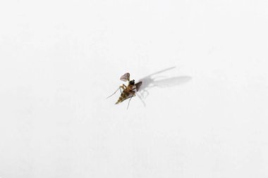 Yosun Sciara yaşıyor ve iç mekan bitkileri topraklarda bulunur. böcek haşere. Makro. Beyaz arka plan.