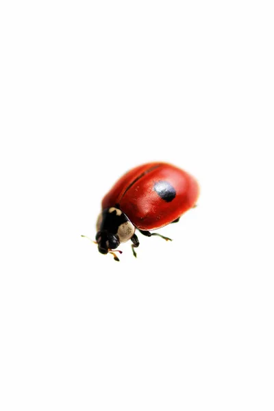 One Live Ladybug Isolated White Background Macro Shot — Stock Photo, Image