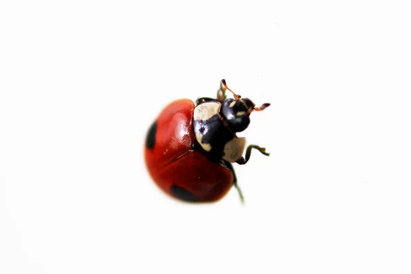 One Live Ladybug Isolated White Background Macro Shot — Stock Photo, Image