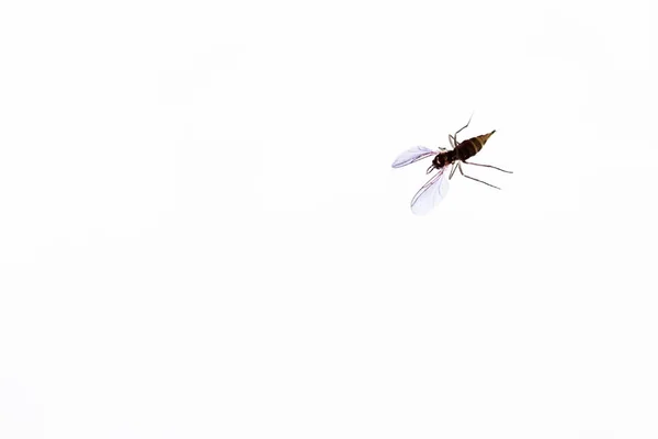 มอสส Sciara ตและสายพ ในแผ นของพ ชในร แมลงศ แมคโคร ขาวพ นหล — ภาพถ่ายสต็อก