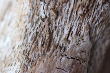 doku eski ahşap - çam kökü, deniz kıyıya çıkarılan bir parçası. makro fotoğrafçılık