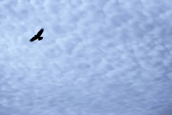 Nuages de cirrus blanc clair recouvrant la grande surface du ciel et un oiseau — Photo