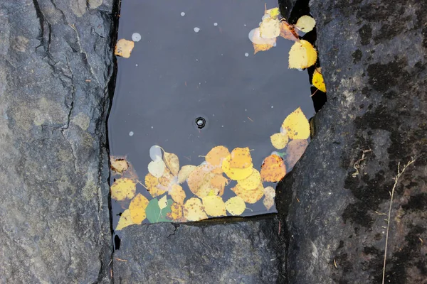 Las hojas amarillas otoñales del abedul se cayeron y flotaron entre las rocas en el agua con una burbuja de aire cerca de la cascada. Karelia. . — Foto de Stock