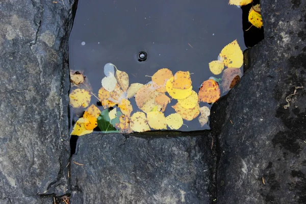 Las hojas amarillas otoñales del abedul se cayeron y flotaron entre las rocas en el agua con una burbuja de aire cerca de la cascada. Karelia. . —  Fotos de Stock