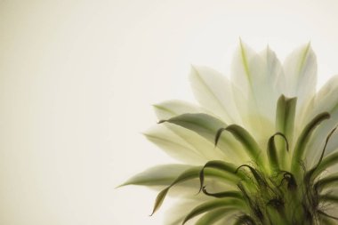 kapalı bitki çiçek açması eski kaktüs echinopsis tubiflora hafif bir arka plan üzerinde beyaz.