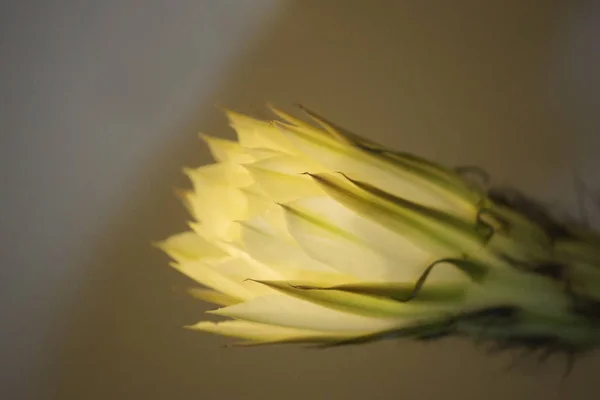 Planta de interior blanco florecimiento viejo cactus echinopsis tubiflora sobre un fondo crepuscular — Foto de Stock