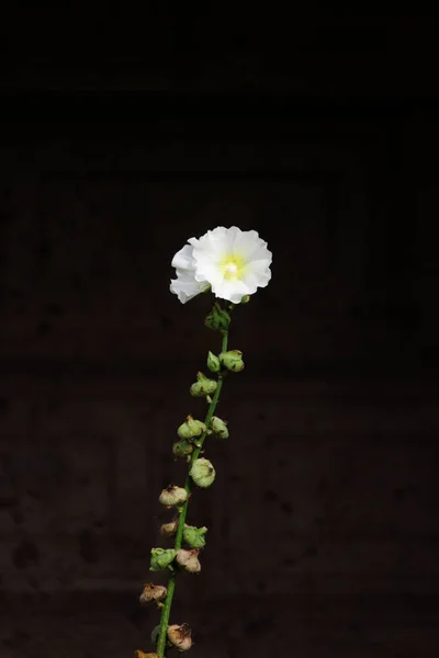 Flor de malva de flor branca Malva no fundo de uma parede de concreto de uma casa urbana . — Fotografia de Stock