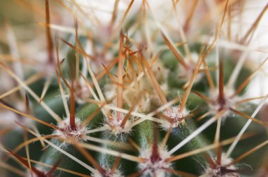 kapalı bitki çiçek açması eski kaktüs echinopsis tubiflora hafif bir arka plan üzerinde beyaz. küçük kaktüs yavru. makro