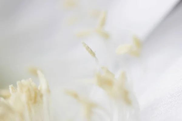 Planta Interior Blanco Flor Cactus Echinopsis Tubiflora Sobre Fondo Claro — Foto de Stock