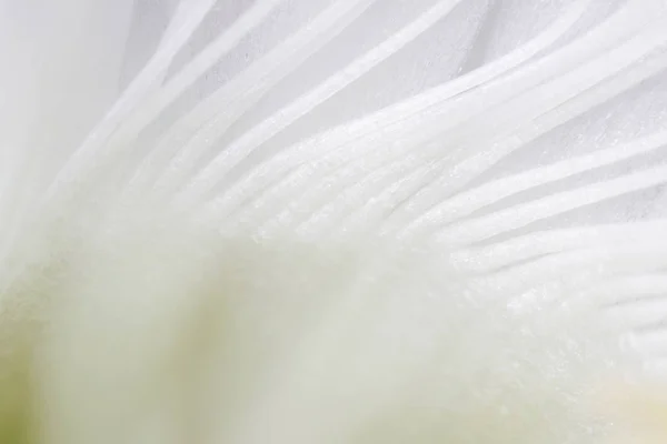 Planta Interior Blanco Flor Cactus Echinopsis Tubiflora Sobre Fondo Claro — Foto de Stock