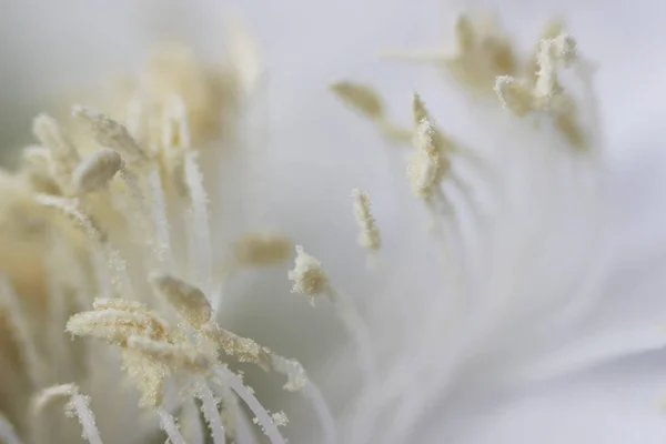 바탕에 만발한 선인장 Echinopsis Tubiflora Stamens 내부입니다 매크로 — 스톡 사진