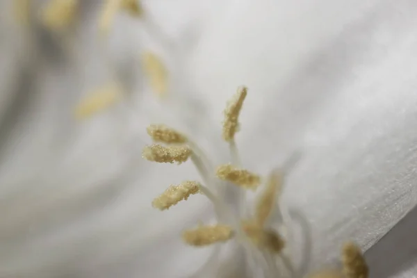 바탕에 만발한 선인장 Echinopsis Tubiflora Stamens 내부입니다 매크로 — 스톡 사진