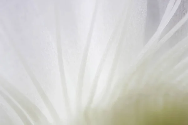 Biały Kryty Roślina Kwitnąca Stary Kaktus Echinopsis Tubiflora Jasnym Tle — Zdjęcie stockowe