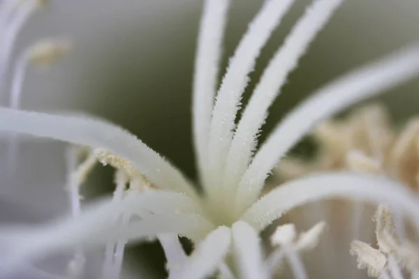 Rośliny Wewnątrz Biały Kwitnący Stary Kaktusowy Echinopsis Tubiflora Jasnym Tle — Zdjęcie stockowe