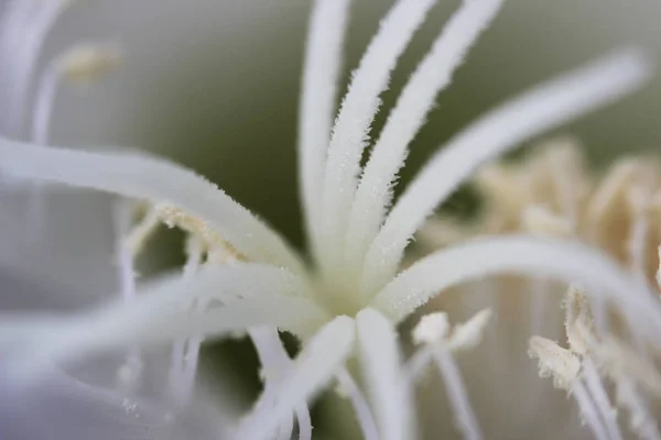 Kapalı Alanda Beyaz Bitkiler Arka Planda Eski Kaktüs Ekinopsis Tubiflora — Stok fotoğraf
