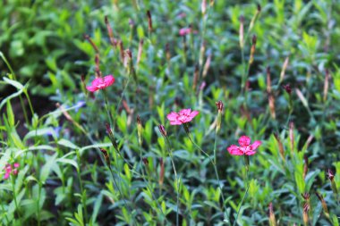 Dianthus deltoides çiçek. Şehirdeki ev yakınındaki bir çiçek yatağı üzerinde üç pembe çiçekler