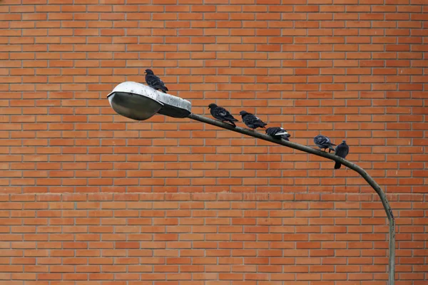 Lot Pigeons Sitting Street Lamppost Brick Wall — ストック写真