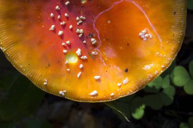 Sinek mantarı - beyaz speckles kırmızı bir şapka ile zehirli mantar. sinek agaric. Ormandaki sonbahar mantar sezonu