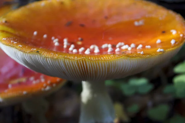 Muchomůrka červená - jedovaté houby s červeným kloboukem v bílých skvrn. Muchomůrka. Podzimní Houbařská sezóna v lese — Stock fotografie