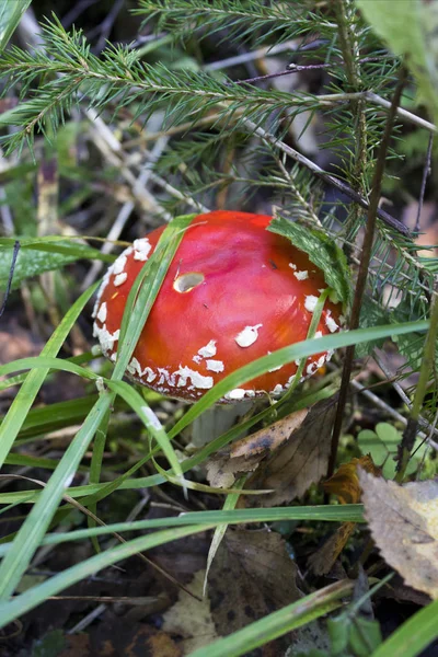 Amanita muscaria - giftige paddenstoel met een rode hoed in witte spikkels. Vliegenzwam. Herfst paddestoelen seizoen in het bos — Stockfoto