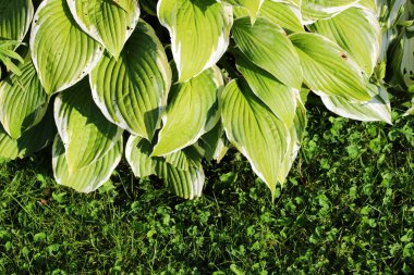 Yeşil çalı Hosta. Hosta sonbaharda ayrılıyor. Doğanın güzel arkaplan resmi Hosta yaprakları. Hosta - peyzaj parkı ve bahçe tasarımı için süs bitkisi.
