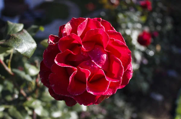 Red Rose Flower Bed Summer Cottage Grows Open Air Autumn — 스톡 사진