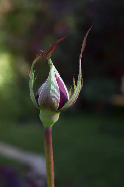Бутон Фиолетовой Розы Клумбе Летнего Домика Растет Открытом Воздухе Осенью — стоковое фото