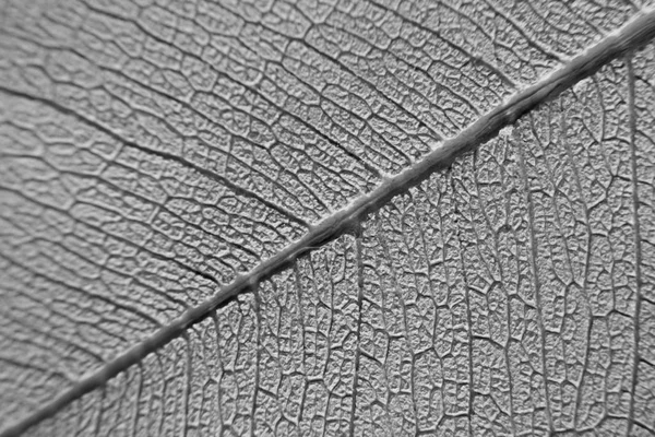 Imprint Clay Skeletonized Ficus Benjamin Leaf Streaks Macro Photography Patterned — 스톡 사진