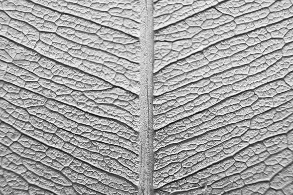 Imprint Clay Skeletonized Ficus Benjamin Leaf Streaks Macro Photography Patterned — 스톡 사진