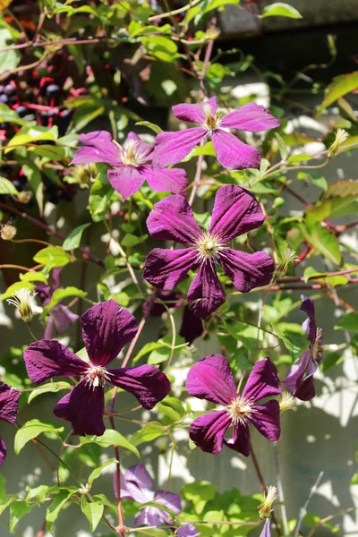 Bitkinin mor çiçekleri Clematis Jakman, sonbaharda, bahçe arazisinde. Leningrad bölgesi — Stok fotoğraf