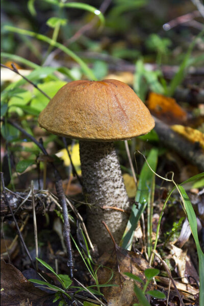 orange-cap boletus Leccinum aurantiacum in the autumn forest. Leningrad region, Russia